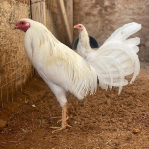 White Kelso Elite Gamefowl Breeding Rooster