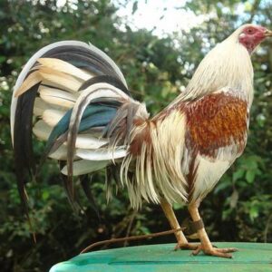 American gamefowls