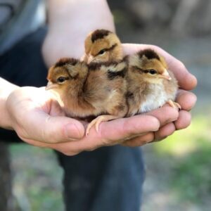 Welsummer rooster with fiery orange hackles
