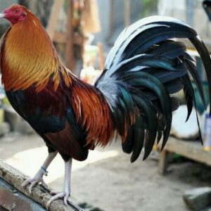 White-legged Pure Butcher Gamefowl stag