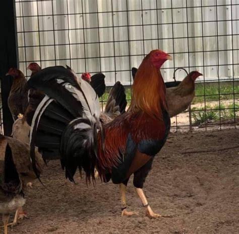 Yellow leg hatch Albany