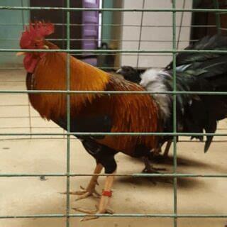 Yellow leg hatch Albany - Image 4