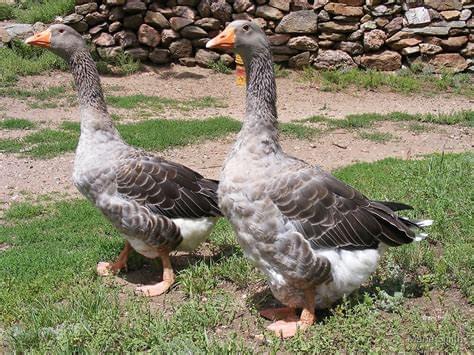 Pilgrim Geese