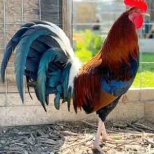 CARDINAL KELSO GAMEFOWL