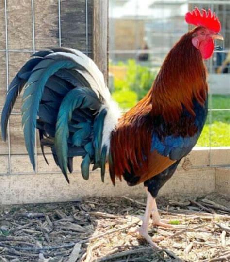 CARDINAL KELSO GAMEFOWL