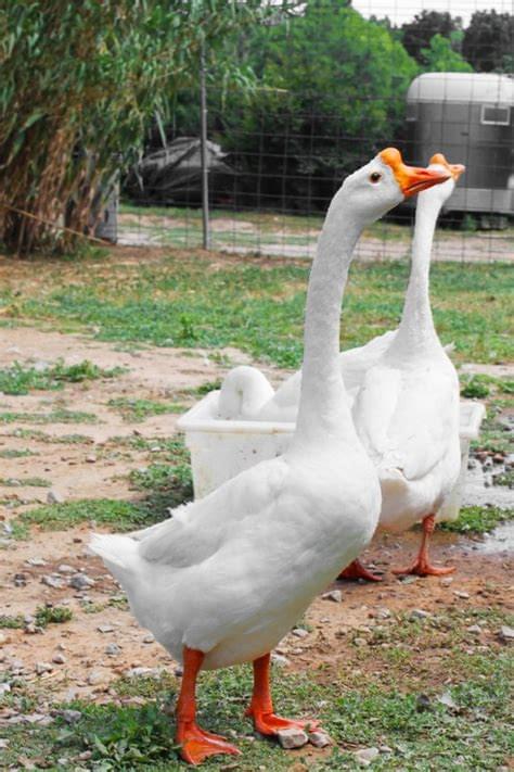 White Chinese Geese