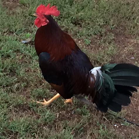 KELSO GAME FIGHTING FOWL