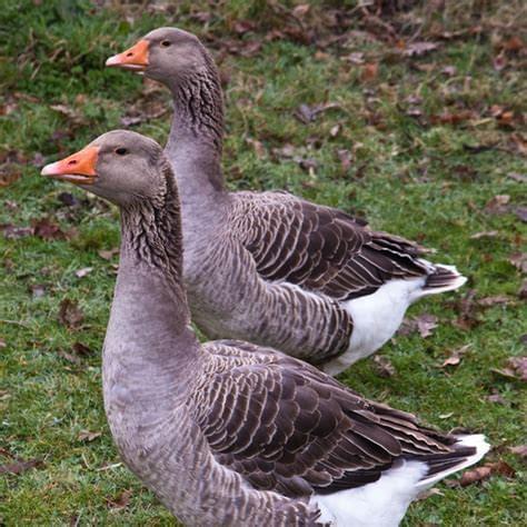 Toulouse Geese