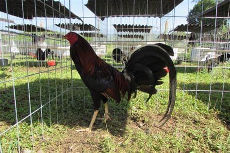 Yellow leg hatch Albany - Image 3