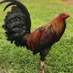 Albany Rooster