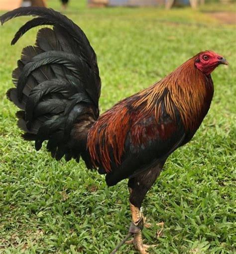 Albany Rooster