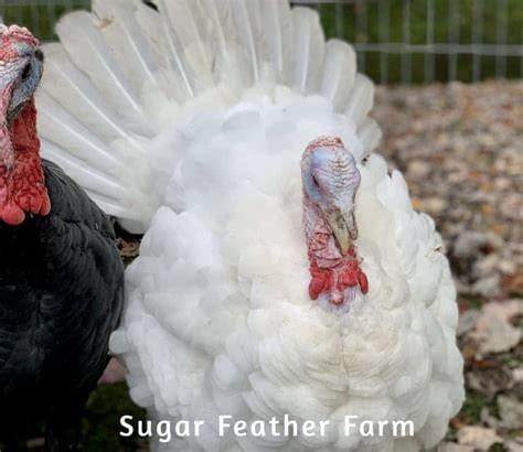 Midget White Turkeys