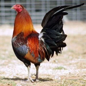 AMERICAN GAMEFOWL