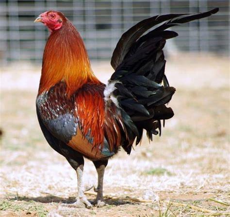AMERICAN GAMEFOWL