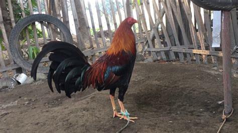 GOLDEN MONKEY SWEATER