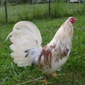 SPANISH GAMEFOWL