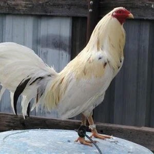 WHITE KELSO GAMEFOWL