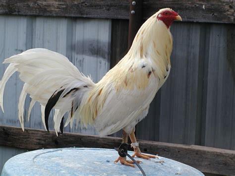 WHITE KELSO GAMEFOWL