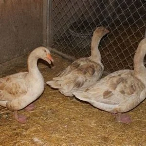 Buff Geese
