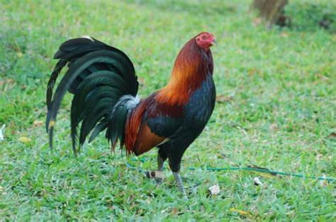 Dark Hatch Heritage Gamefowl Rooster - Game Birds Farm