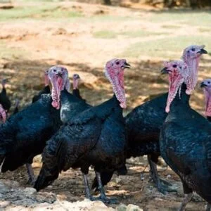 Buy Black Spanish Turkeys