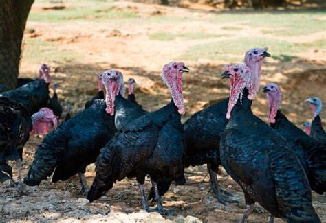 Buy Black Spanish Turkeys