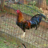 Yellow leg hatch Albany - Image 2