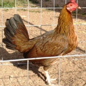 KELSO HEN