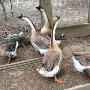 African Geese
