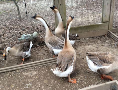 African Geese