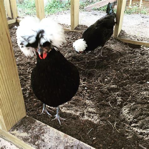 White Crested polish Chickens