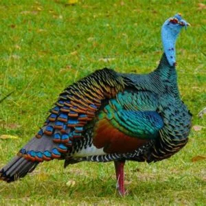 Buy ocellated turkey For Sale
