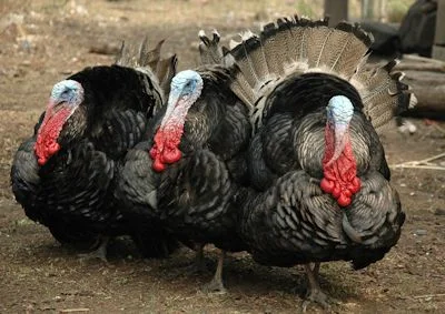 Black Spanish turkey heritage breeding stock